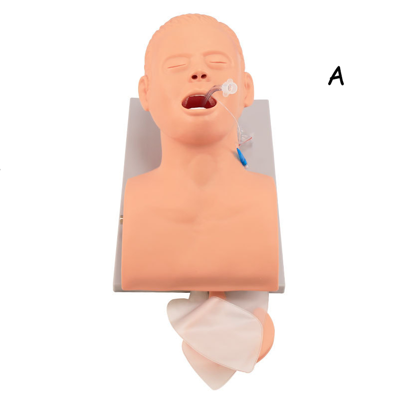 Modelo de enseñanza de maniquí - Medical Lab Management reseña y precio